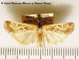 Prionapteryx scitulellus